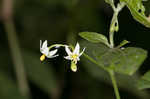 West Indian nightshade